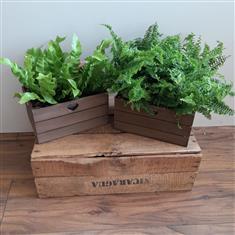 Mixed Ferns